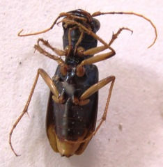Tetracha angustata