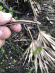 Ophisaurus ventralis