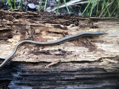 Ophisaurus ventralis