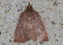 Authaemon stenonipha