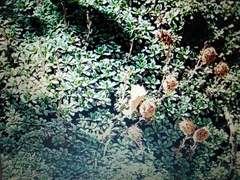 Petrophytum caespitosum