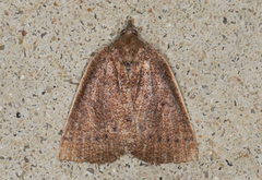 Authaemon stenonipha