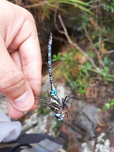 Rhionaeschna pauloi