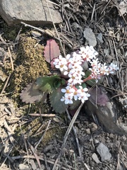Micranthes eriophora