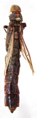 Atractocerus brasiliensis