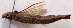 Atractocerus brasiliensis