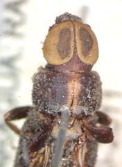 Atractocerus brasiliensis