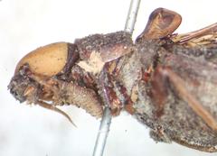Atractocerus brasiliensis
