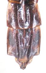 Atractocerus brasiliensis