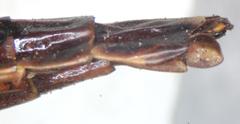 Atractocerus brasiliensis