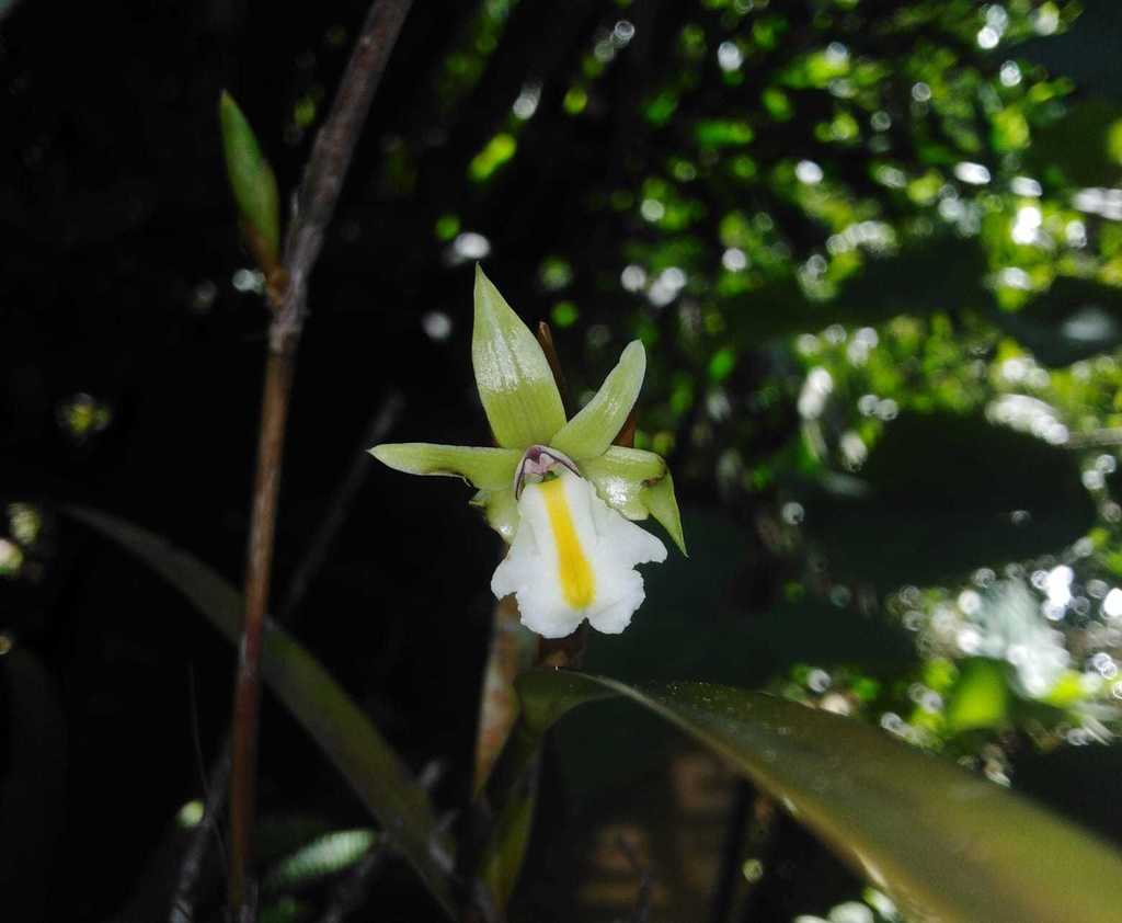 Scaphyglottis amparoana