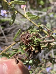 Asphondylia ceanothi