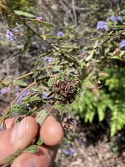 Asphondylia ceanothi