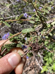 Asphondylia ceanothi