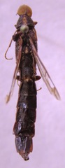 Atractocerus brasiliensis