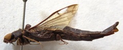 Atractocerus brasiliensis
