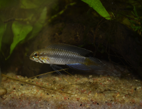 Uaupes Dwarf Cichlid