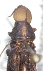 Atractocerus brasiliensis