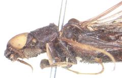 Atractocerus brasiliensis