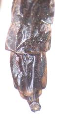 Atractocerus brasiliensis