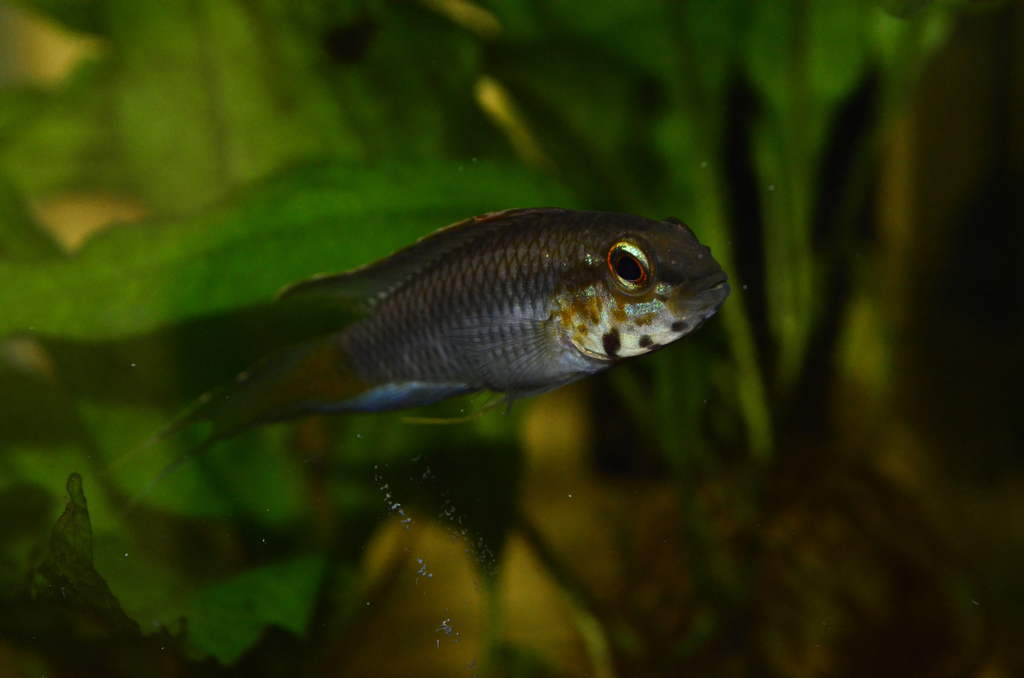 Apistogramma du Uaupés (Apistogramma uaupesi)