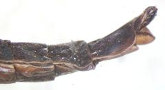 Atractocerus brasiliensis