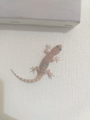 Hemidactylus turcicus