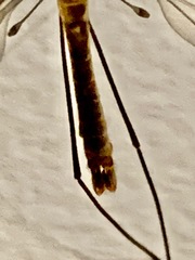 Leptotarsus hilli