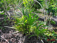 Cyrtopodium flavum