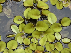 Salvinia auriculata