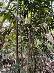 Ptychosperma macarthurii