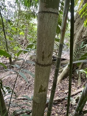 Ptychosperma macarthurii