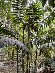 Ptychosperma macarthurii