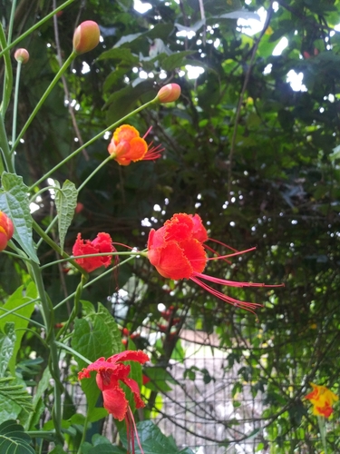 Caesalpinia pulcherrima image