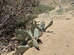 Opuntia basilaris
