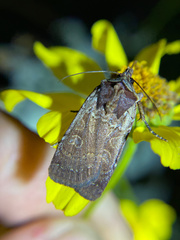 Parabagrotis