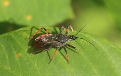 Rhynocoris annulatus