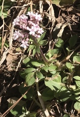 Valeriana arizonica