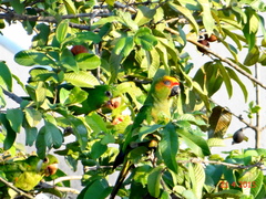 Aratinga auricapillus