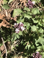 Valeriana arizonica
