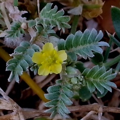 Tribulus