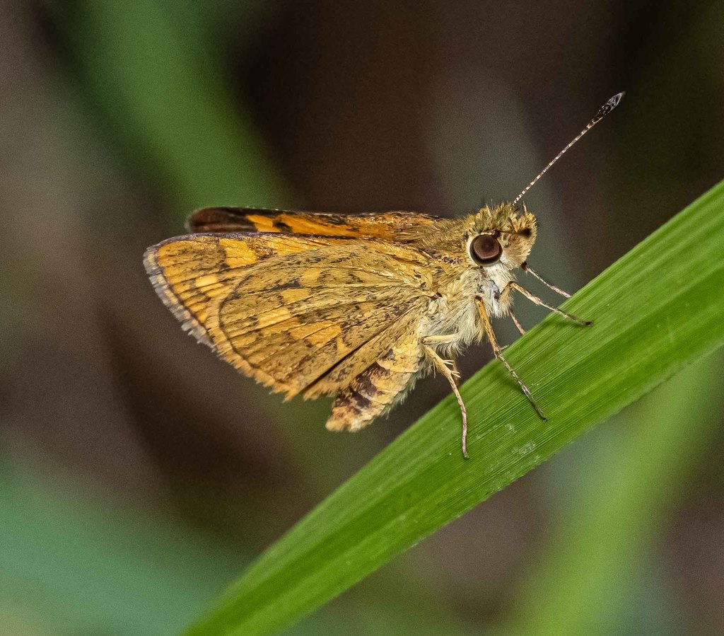 Wide-brand Grass-dart