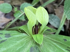 Trillium discolor