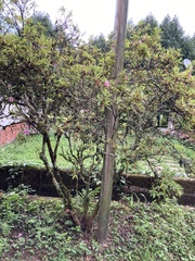 Rhododendron kanehirai