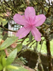 Rhododendron kanehirai
