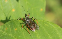 Rhynocoris annulatus