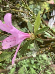 Rhododendron kanehirai