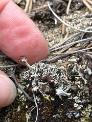 Cladonia cariosa