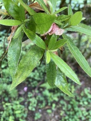 Rhododendron kanehirai