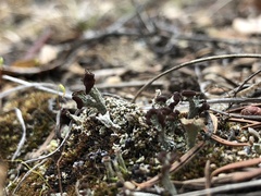 Cladonia cariosa